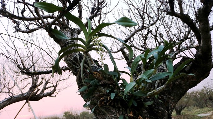 Vườn đào cổ thụ Hải Phòng chờ Tết